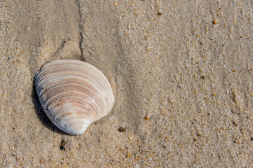 Weathered seashell washed up on a sandy beach