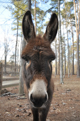 Fototapeta premium Curious brown donkey looking at the camera