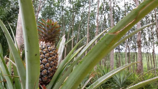 Pineapple Fruit Plant