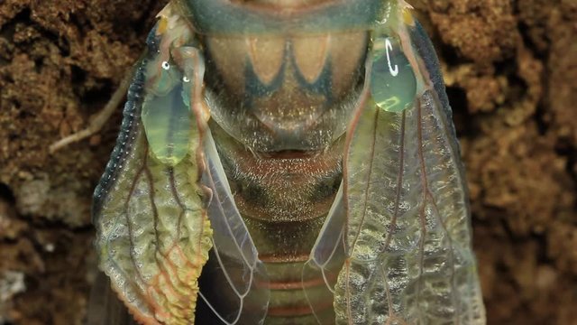 Cicada Hatching 10
