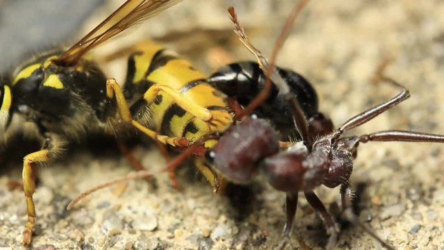 European Wasp vs Bull Ant 2