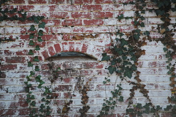 Bricks and ivy