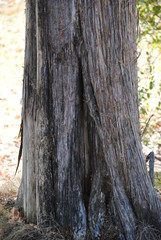Tree trunk - cedar