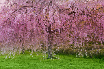 桜