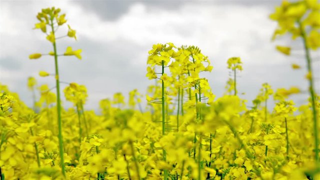 Yellow crop of canola grown as a healthy cooking oil or conversion to biodiesel as an alternative to fossil fuels. These crops are becoming ever more popular as fossil fuel production nears its peak.