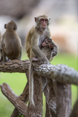 Monkey family