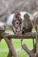 Monkey family