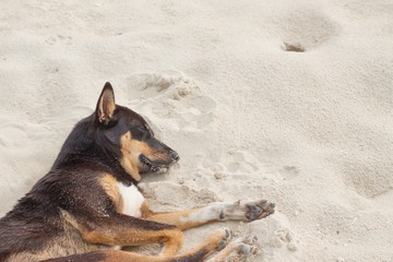 Dog Sleeping on the beach relaxing and resting, 