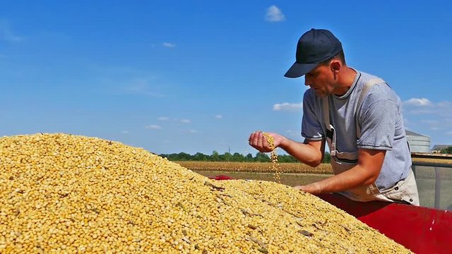 Farmer with cupped hands holding soybeans grains in his hand, sitting on tractor trailer.Combine in soybean field in a background.Slow motion, high speed camera