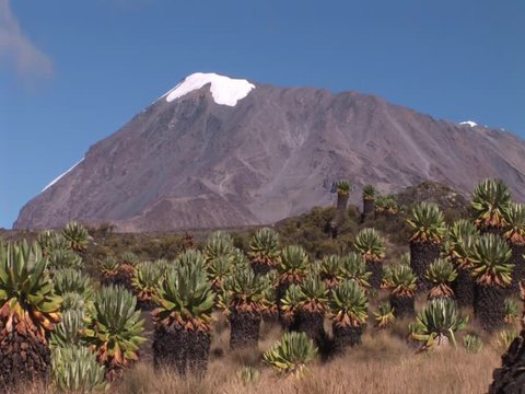 View on Kilimanjaro and african Giant Groundsel,Africa