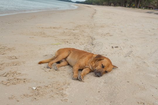 Dog Sleeping on the beach relaxing and resting, 