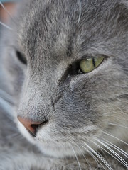 gray cat portrait