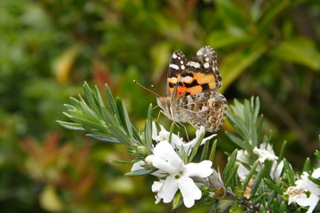 Meadow Argus Butterfly