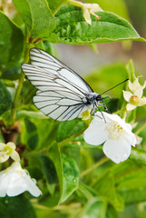 White butterfly on flowers