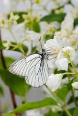 White butterfly on flowers