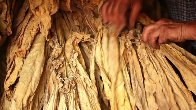 Farmer controls dry tobacco leaves in the dryer, unrecognizable person