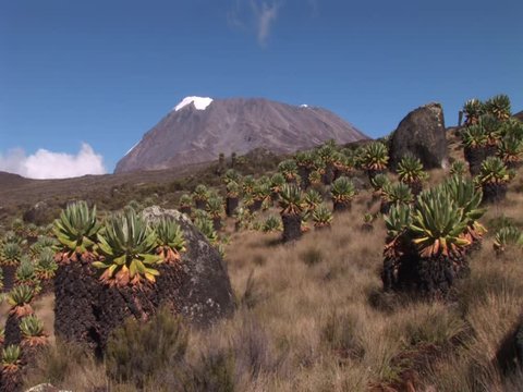 View on Kilimanjaro and african Giant Groundsel,Africa