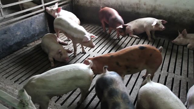 Pigs Farm. Intensively farmed pigs in batch pens.