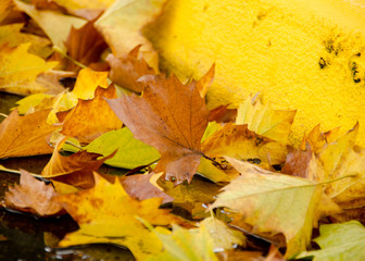 Sugar maple foliage next to a yellow bordure of sidewalk