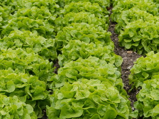 lettuce garden