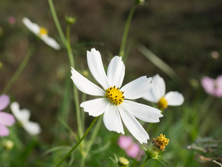 common cosmos 