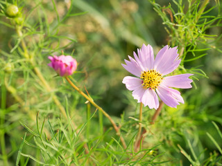 Common cosmos