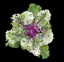 Kale or borecole (Brassica oleracea Acephala Group) is a vegetable with green or purple leaves, in which the central leaves do not form a head.