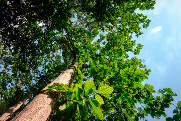 Fototapeta premium Big tree in forest