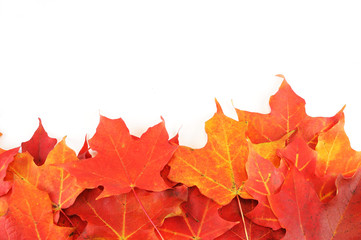 red maple leaves background in autumn on white background
