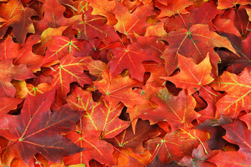 red and yellow maple leaves background in autumn 