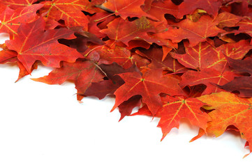 Naklejka na ściany i meble red maple leaves background in autumn on white background