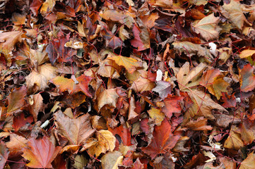 fallen leaves background