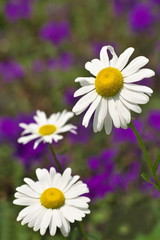 Obraz premium マーガレット