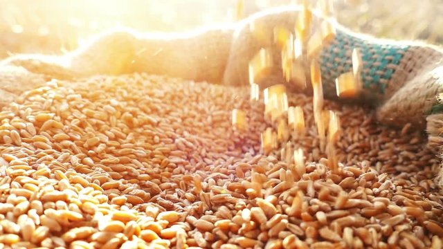 Strong man's hand takes a lot of wheat grains from a sack, cultivated land , sky and sun in the background. Lens flare, sunset light.Slow motion, high speed camera, unrecognizable person