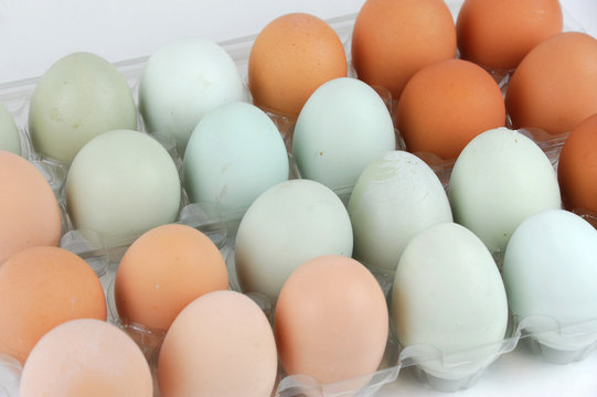 close up on chicken eggs with different color