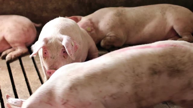 Intensively farmed pigs in batch pens.