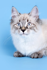 Naklejka na ściany i meble young beautiful cat breed Neva masquerade on a blue background i