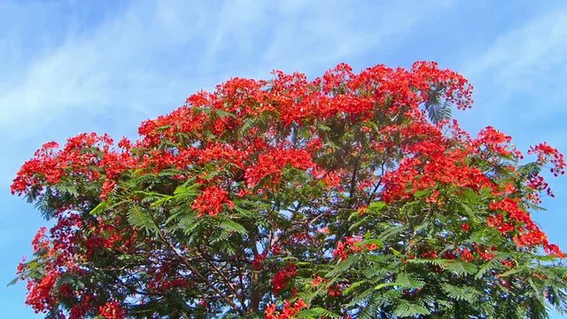Flamboyant tree, flame tree, Delonix regia