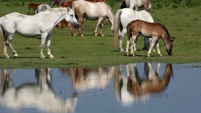 Farm in the countryside, a large number of animals in the forefront of the horses. Morning light and beautiful reflections in the water.