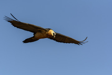 Bearded vulture also known as the lammergeier or ossifrage (Gypaetus barbatus) in flight. Ukhahlamba Drakensberg Park. KwaZulu Natal. South Africa.