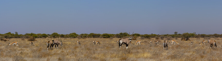 Gemsbok or gemsbuck (Oryx gazella) and Springbok (Antidorcas marsupialis) herds grazing. Kalahari. Botswana