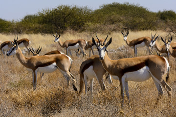 Springbok (Antidorcas marsupialis) herd. Kalahari. Botswana