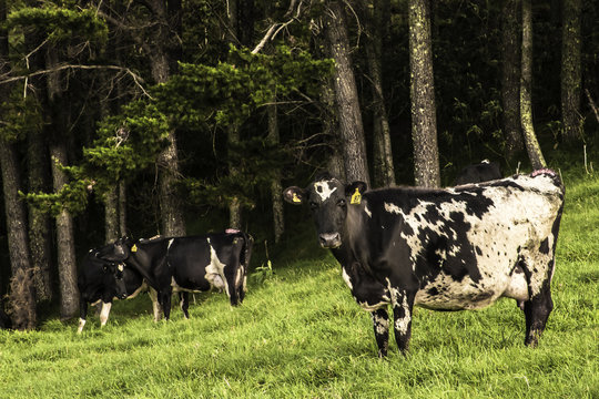New Zealand Jersey dairy cow grass fed standing in field with row of trees in background.