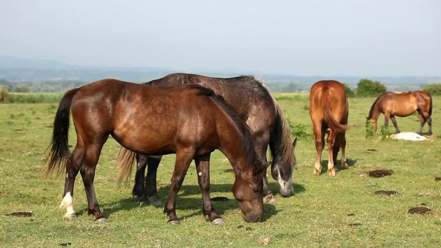 Farm in the countryside, a large number of animals in the forefront of the horses. 