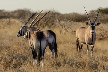Gemsbok or gemsbuck (Oryx gazella) herd. Kalahari. Botswana