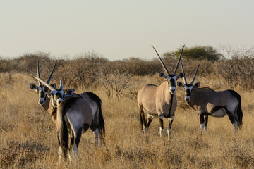 Naklejka na ściany i meble Gemsbok or gemsbuck (Oryx gazella) herd. Kalahari. Botswana
