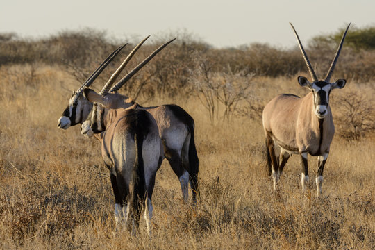 Gemsbok or gemsbuck (Oryx gazella) herd. Kalahari. Botswana