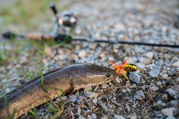 Snakehead fish caught on frog lure