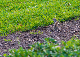 Squirrel on Field