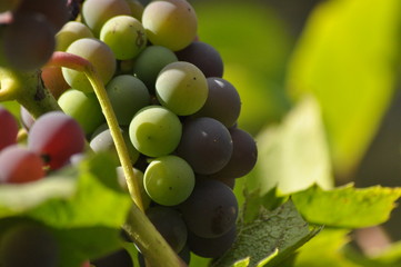 Bunch of purple grapes hanging on the vine on a background of green leaves.